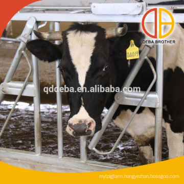 Cow Cattle Headlock